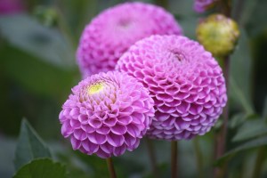 3800208951_044e540025_o