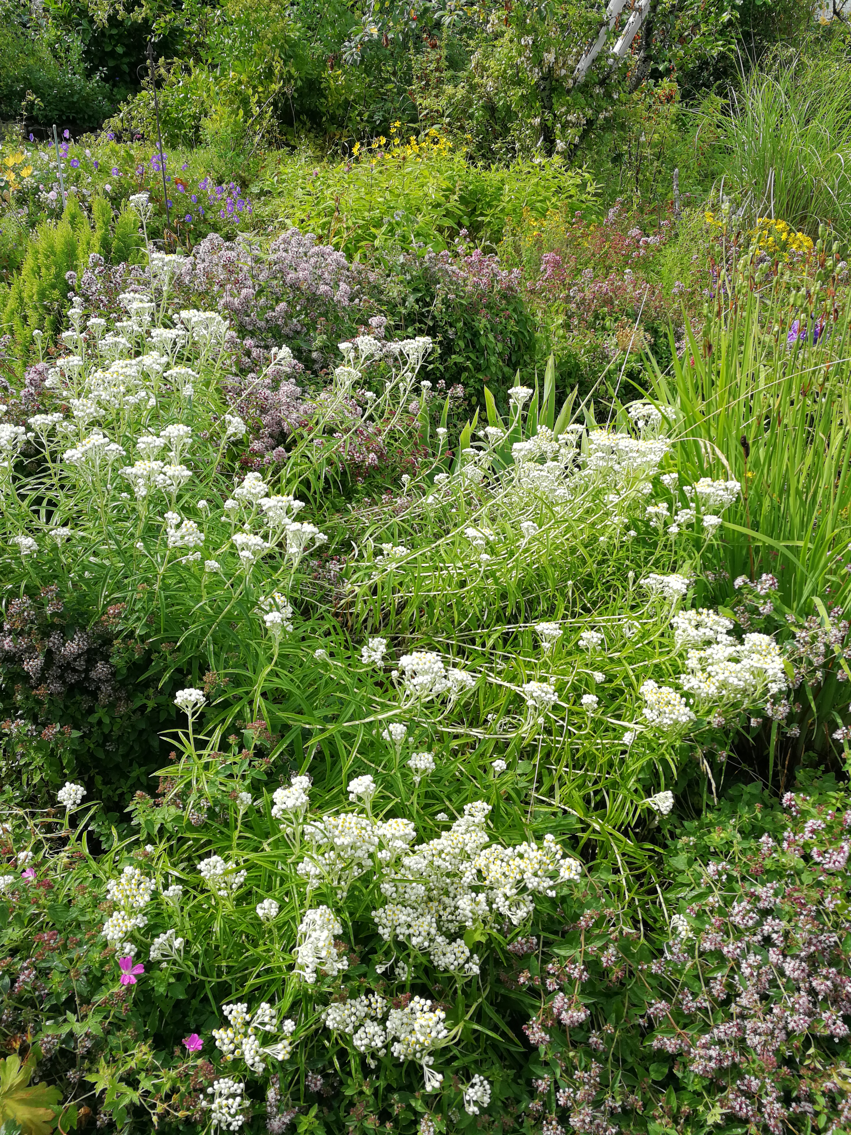 Perleevigblom (Anaphalis margaritacea)